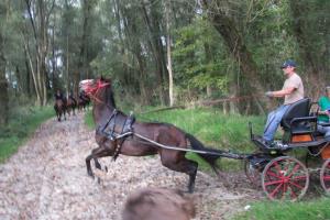 Druženje srediških in hrvaških konjenikov na Grabah 7